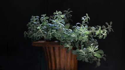  Senecio succulent  on the classic pot 