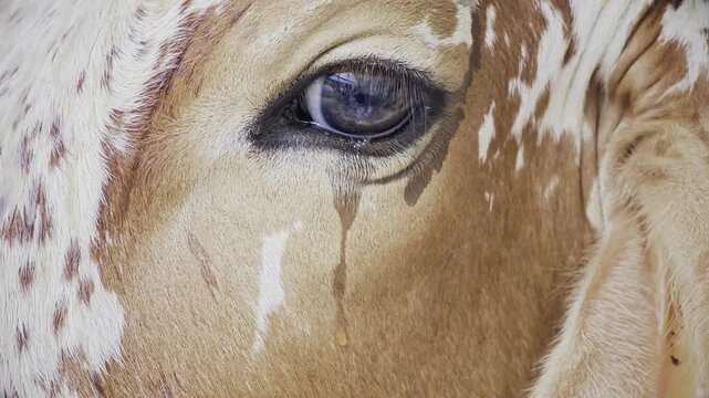 Sad cow's eye with tear