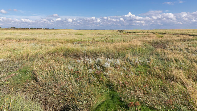 Salzwiese mit Strandwermut (Artemisia maritima, Strand-Beifu&szlig;) und Portulak-Keilmelde (Halimione portulacoides) bei Sankt Peter-Ording in Nordfriesland, Schleswig-Holstein, Deutschland.