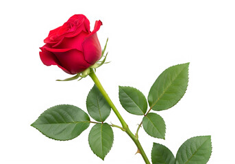 Fototapeta premium Elegant red rose with delicate green leaves set against a plain background