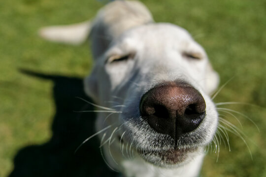 Santa Fe, New Mexico, United States. Happy white labrador retriever at adoption event.