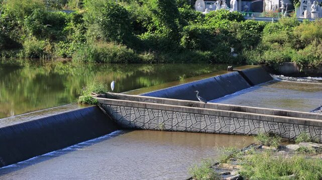 Herons at a River Weir