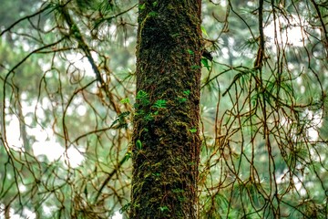 Fototapeta premium Pine tree trunk with ferns in a tropical forest. 