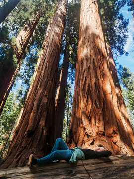 A guy is lying on the trunk of a large tree