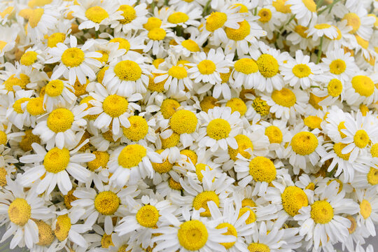 Istanbul, Turkey. Yellow and White daisies in the spring