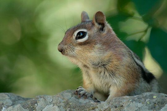Colorado, United States.  Eastern Tamias chipmunk