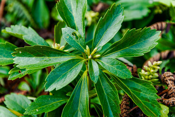 Fototapete bei efototapeten.de bestellen   