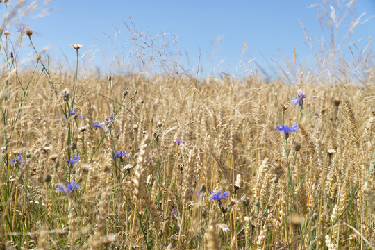 biologische Landwirtschaft Sachsen