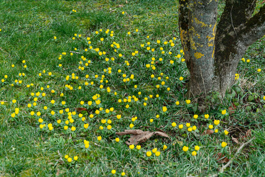 Wiese mit Winterlingen