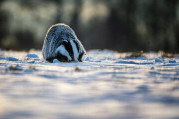 European badger (Meles meles) feeding on prey in a snowy winter landscape at golden hour. © Rudolf