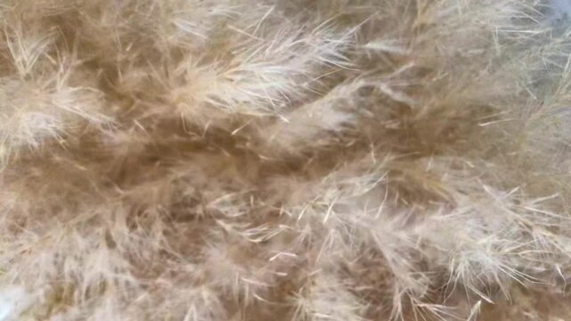 Macro Close Up of Soft Feather Grass Moving in the Wind