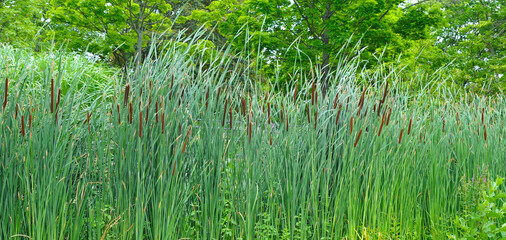 Fototapeta premium Dense Green Cattail Plants in a Summer Wetland Garden