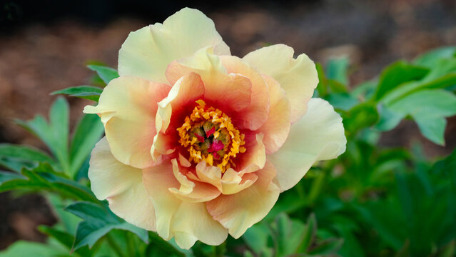 Peony Itoh hybrid Sonoma Welcome 
