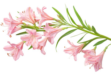 Beautiful pink flowers blooming on a branch with green leaves