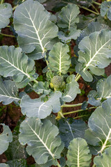 Organic broccoli seedlings in the garden. © Esin Deniz