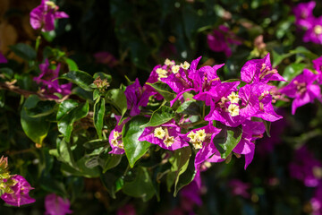 Fototapeta premium Blooming great bougainvillea (Bougainvillea spectabilis) close-up