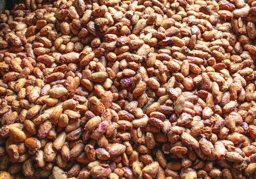 cocoa bean fermentation