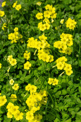 Obraz premium Oxalis is a genus of plants belonging to the family Oxalidaceae.