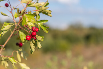 Close Hawthorn Bush Growing The
