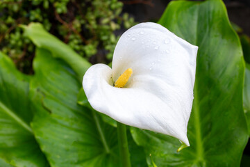Calla Palustris Kala Cala Gala White  Flower