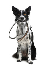 Fototapeta premium Cute Border Collie dog holding leash in mouth against white background