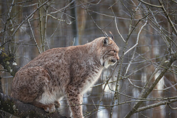Lynx en milieu forestier, f&eacute;lin sauvage observant son environnement