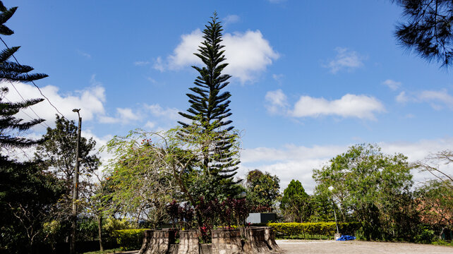 Araucaria heterophylla tree, commonly known as Norfolk Island pine or Pied Pine