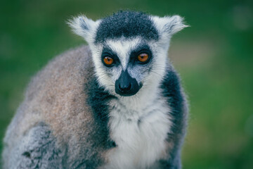 Obraz premium Portrait de maki catta avec regard intense, lémurien de Madagascar