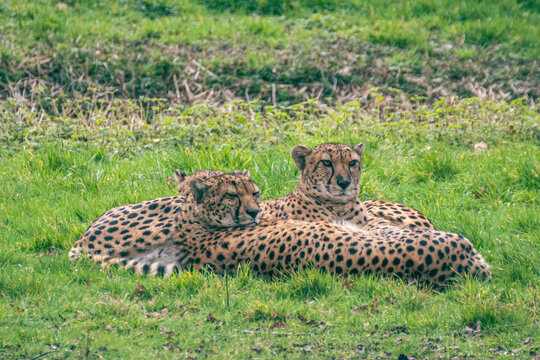Trois gu&eacute;pards allong&eacute;s dans l&rsquo;herbe, sc&egrave;ne de vie sauvage en savane