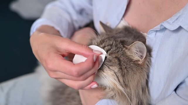 Person cleans and cares for a cat using a soft cloth in an indoor location. pet care, grooming, and animal health themes