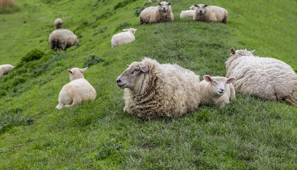 Sheep resting on grassy North Sea coastal dam under overcast sky.