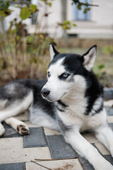 Obraz premium Lying Husky With Vivid Blue Eyes Outdoors, Curious Black Husky With Blue Gaze Resting On Walkway