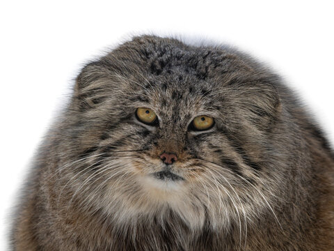 Pallas's cat (Otocolobus manul) manul isolated on white background