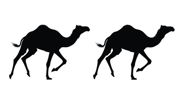 Two black silhouettes of camels are depicted in a walking or running pose against a white background