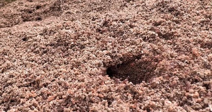Close-up of a human finger poking into a red sand mound as small ants emerge from the hole.
