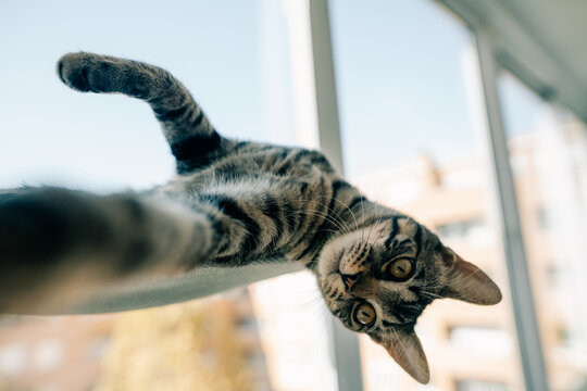 Curious Tabby Cat Relaxing on a Sunny Windowsill