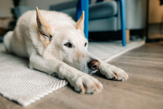 Dog Stretching on a Cozy Rug in a Bright Living Room