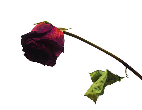 Dried dead red rose flower isolated transparent png, heartbreak and endings concept