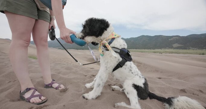 Aussiedoodle Dog Sitting and Drinking Water on the Great Sand Dunes