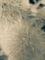 Fototapeta premium Soft Beige Monochrome Floral Macro Background