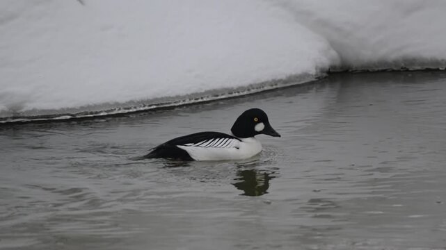 A young gogol bird swims along a winter river.
