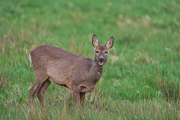 A roe deer in the nature habitat. Capreolus capreolus. A doe stands in the grass and looks at the camera. 