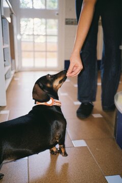  Dog Receiving Treat in Kitchen
