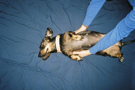 Teckel Dog with Funny Face on Blue Bed
