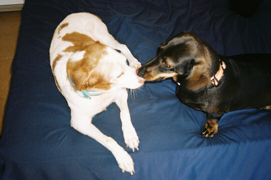 Two Dogs Touching Noses on Bed
