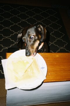 Dog Stealing Food from Table
