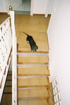 Dog Standing on Stair Landing
