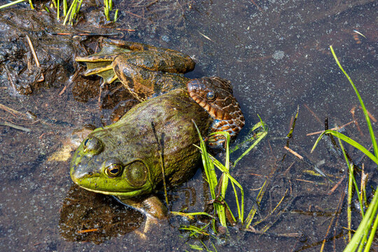 water snake nerodia sipedon sipedon predating on bull frog in the mud closeup