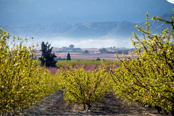 Naklejka premium Fruit trees in bloom in the fields of Cieza, Region of Murcia, Spain, with their characteristic colors