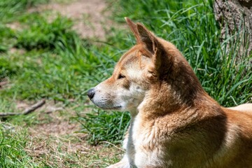 Close Dingo Canis Lupus Dingo